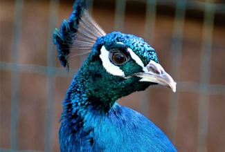 Sini-paabulind, foto Estfarm