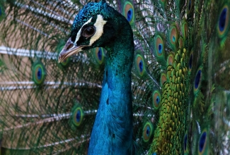 Sini-paabulind, foto Estfarm