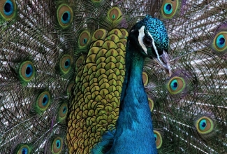 Sini-paabulind, foto Estfarm