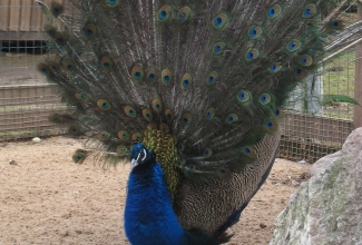 Sini-paabulind, foto Estfarm