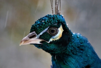 Sini-paabulind, foto Estfarm