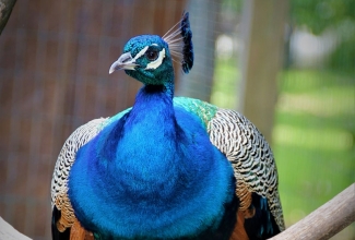 Sini-paabulind, foto Estfarm