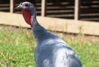 Sinine kalkun, foto Estfarm