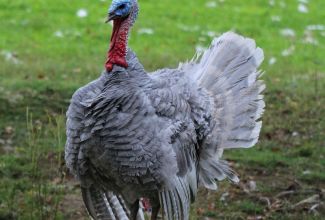 Sinine kalkun, foto Estfarm