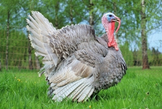 Sinine kalkun, foto Estfarm