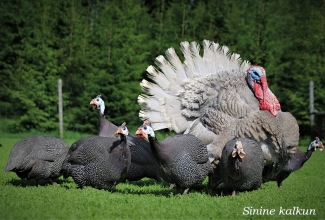 Sinine kalkun ja pärlkanad, foto Estfarm