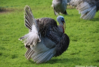 Sinine kalkun, foto Estfarm