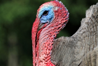 Sinine kalkun, foto Estfarm