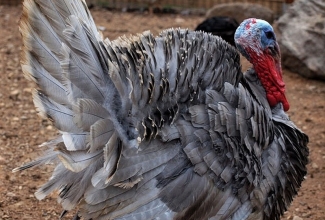 Sinine kalkun, foto Estfarm