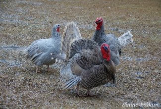 Sinine kalkun, foto Estfarm