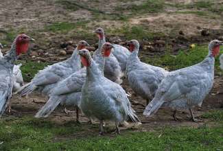Sinine kalkun, foto Estfarm