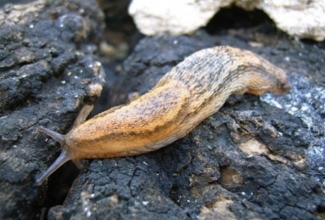 Foto: https://et.wikipedia.org/wiki/Teetigu