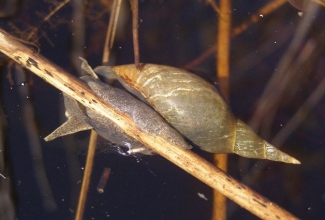 Foto: https://et.wikipedia.org/wiki/Suur_mudatigu