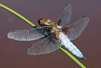 Foto: https://et.wikipedia.org/wiki/Vesikiillased