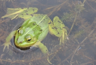 Foto: https://www.taskutark.ee/m/kalad-ja-konnad/