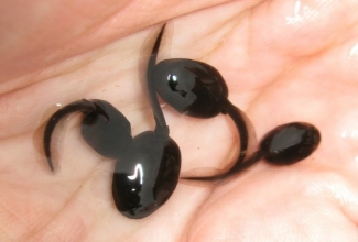 Foto: http://fotoalbum.ee/photos/propsis/69610557/