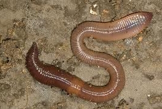 Foto: http://putukateblogi.blogspot.com/2014/05/vihmauss.html