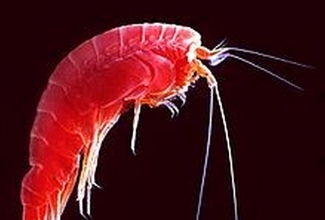 Foto: https://et.wikipedia.org/wiki/Kirpv%C3%A4hilised