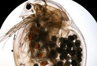 Foto: https://et.wikipedia.org/wiki/Vesikirp