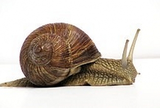 Foto: https://et.wikipedia.org/wiki/Harilik_viinam%C3%A4etigu