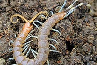 Foto: https://et.wikipedia.org/wiki/Sadajalgsed