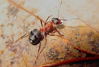 Foto: https://et.wikipedia.org/wiki/Sipelglased