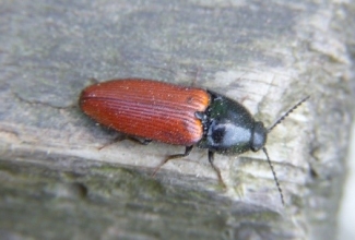 Foto: http://fotoalbum.ee/photos/propsis/28036361