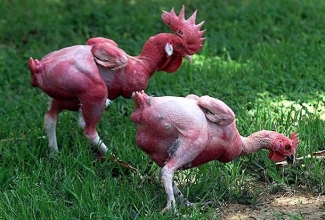 Foto: https://www.imagenesmi.com/im%C3%A1genes/bio-engineered-animals-ab.html