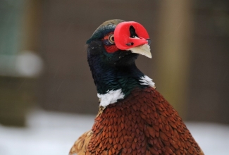 Sulgede nokkimine/söömine, foto Estfarm