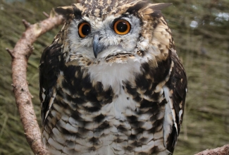 Tallinna loomaaia külastus, foto Estfarm