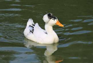 Tanupart, foto Estfarm