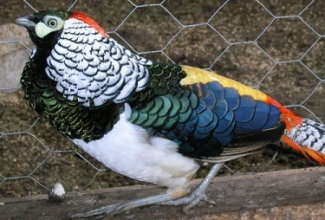 Faasanite tõug teemantfaasan