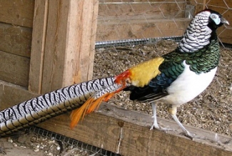 Faasanite tõug teemantfaasan