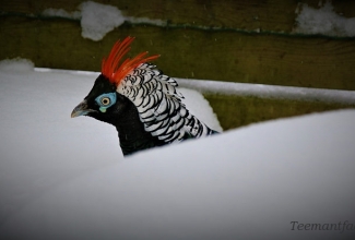 Teemantfaasani kukk, foto Estfarm