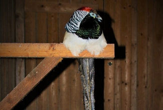 Teemantfaasani kukk, foto Estfarm