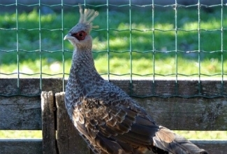 Terasfaasani kana, foto Estfarm