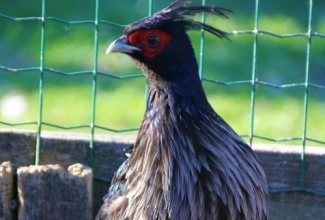 Terasfaasani kukk, foto Estfarm