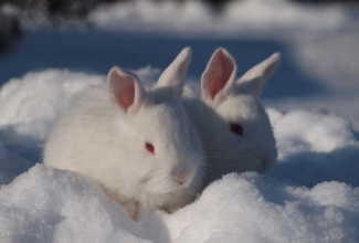 Tšehhi albiino pojad, foto EstFarm