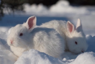Tšehhi albiino pojad, foto EstFarm