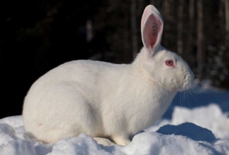 Tšehhi albiino küülik, foto EstFarm