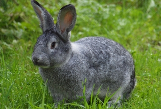 Küüliku tõug tšintšilja hiid, foto Estfarm