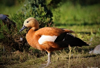 Tulipart, foto Estfarm