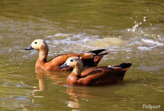 Tulipart, foto Estfarm