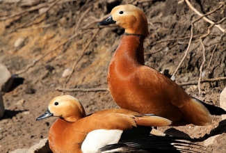 Tulipart, foto Estfarm