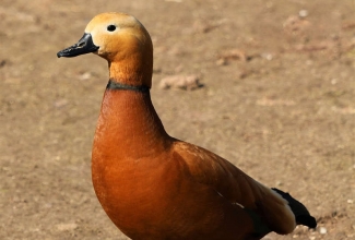 Tulipart, foto Estfarm