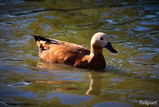 Tulipart, foto Estfarm