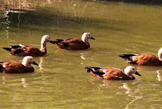 Tulipart, foto Estfarm