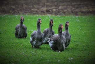 Tuluusi haned, foto Estfarm