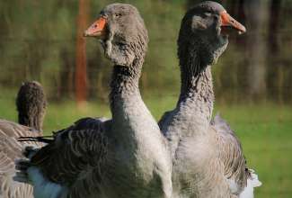 Tuluusi haned, foto Estfarm