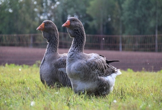 Tuluusi haned, foto Estfarm
